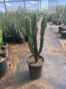 Euphorbia Ingens 5g