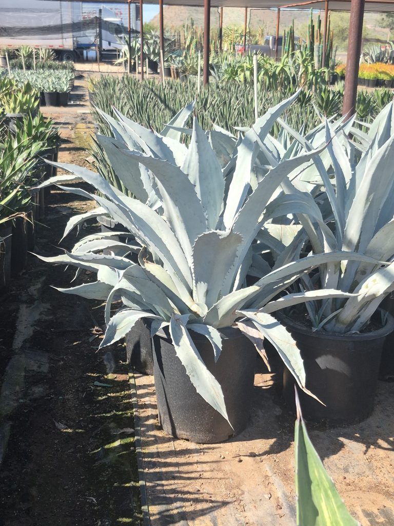 15g Agave Americana 'Electric Blue'