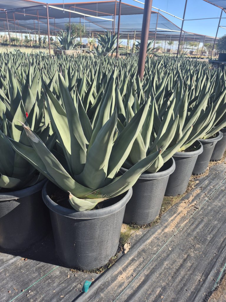15g Agave Sharkskin