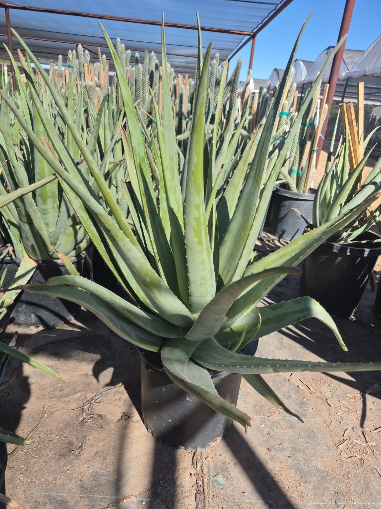 15g Aloe Barbadensis