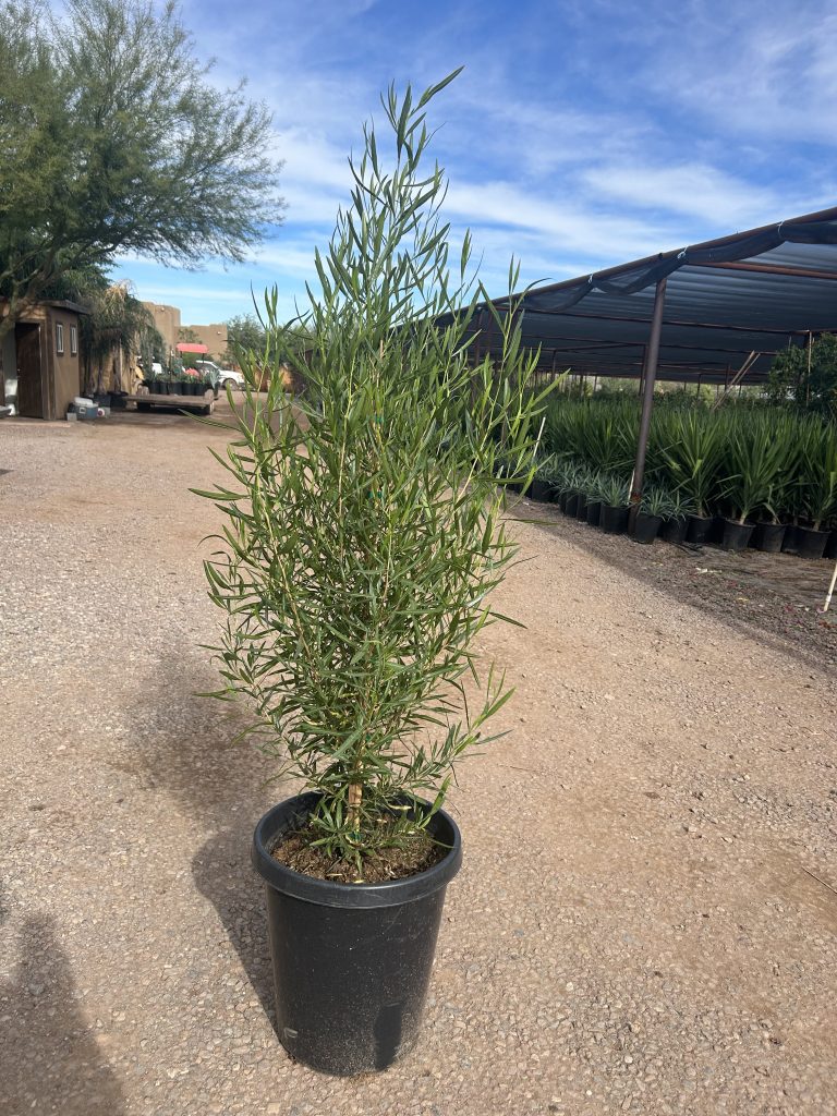 15g Hopseed PRM JUMBO