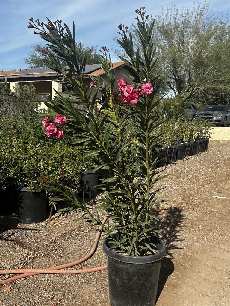 15g Pink Oleander