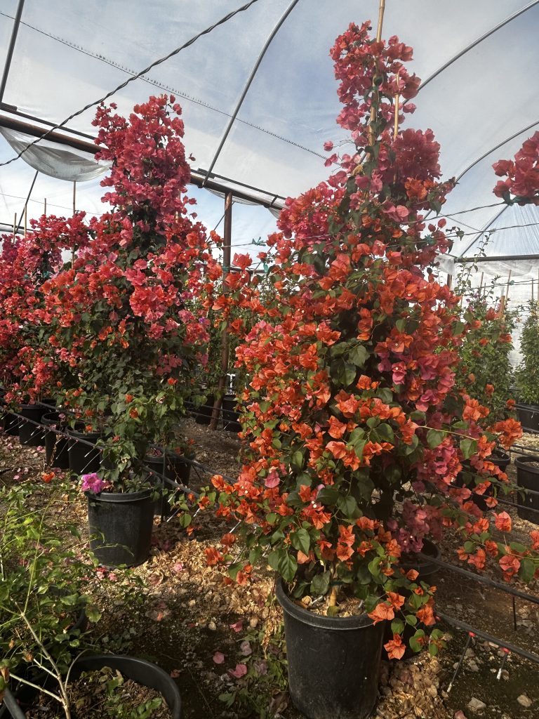 15g Rosenka Bougainvillea