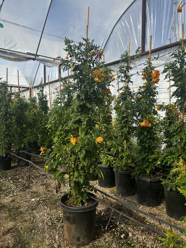 15g Staked Orange Jubilee