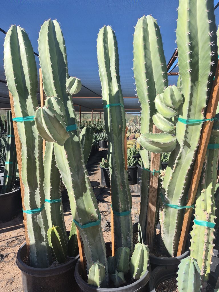 15g Stenocereus 'White Thorn'