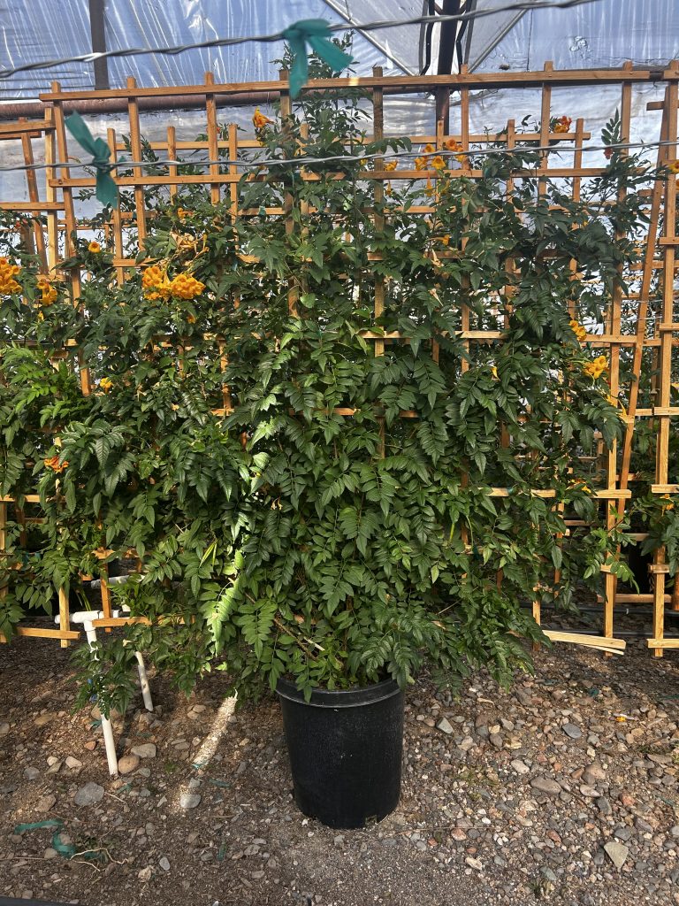 15g Trellised Orange Jubilee