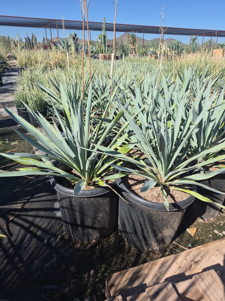 15g Yucca Pallida