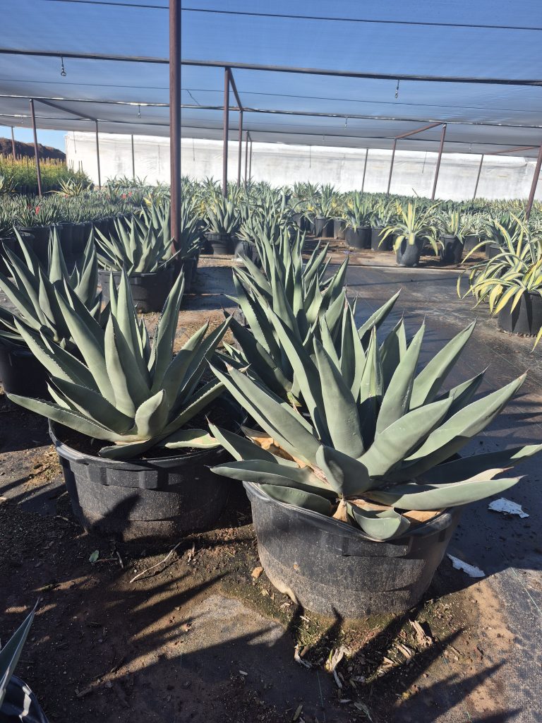 25g Agave Sharkskin