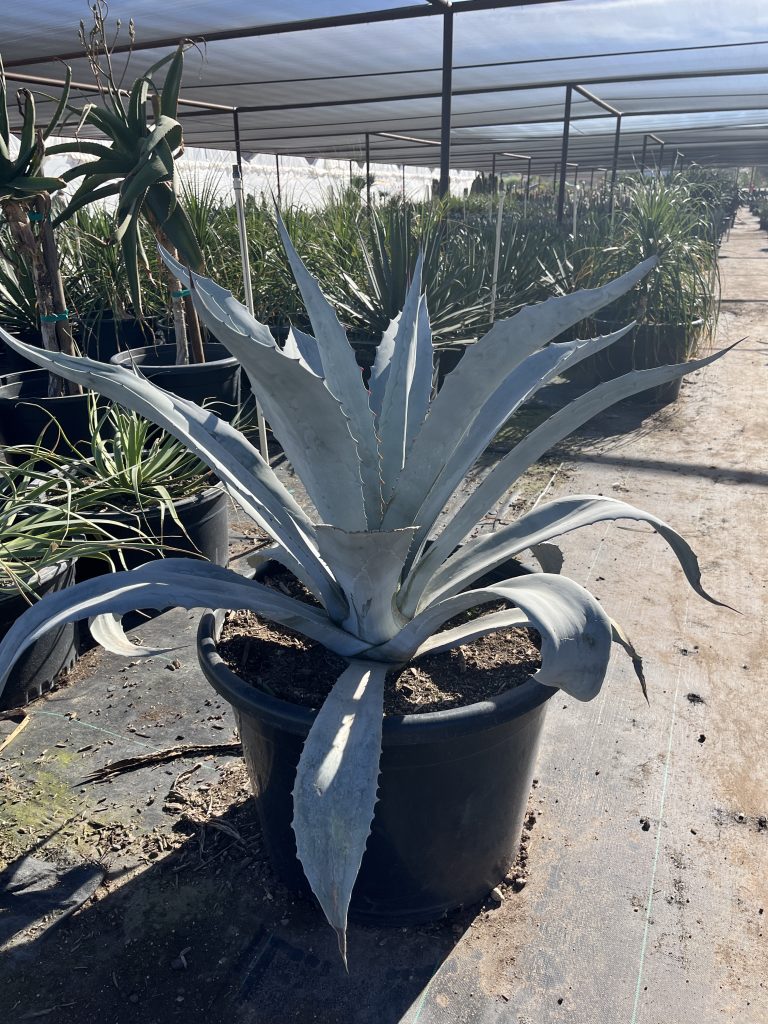 25g Electric Blue Agave