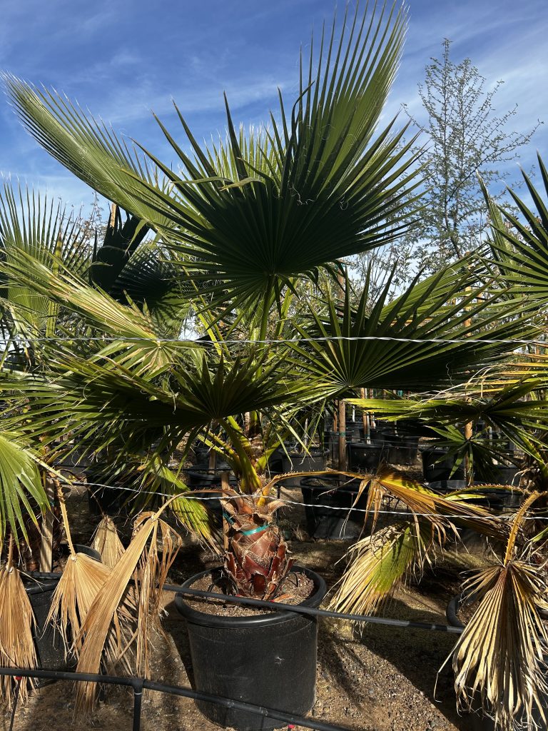 25g Mexican Fan Palm