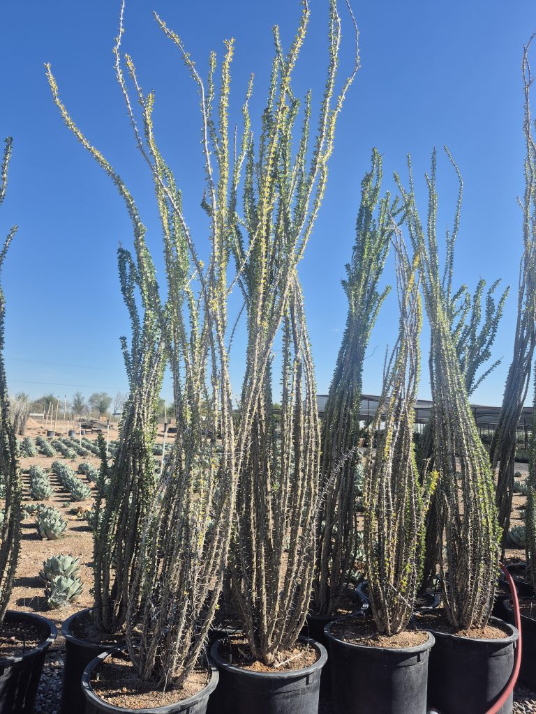 25g Ocotillo