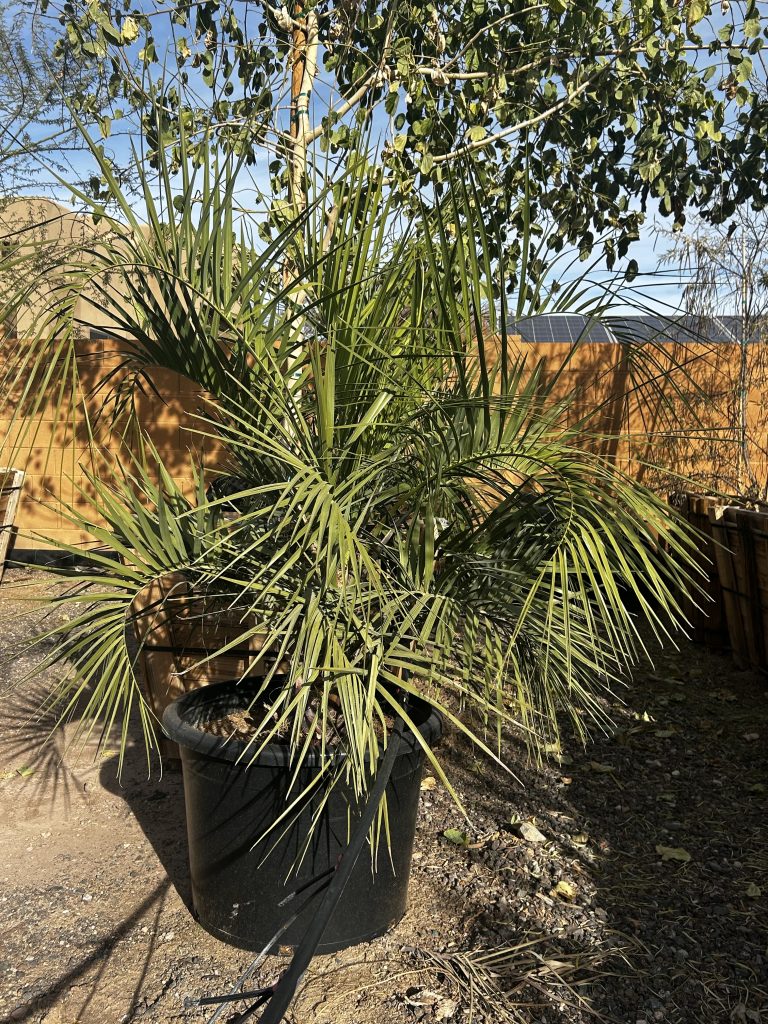 25g Pindo Palm
