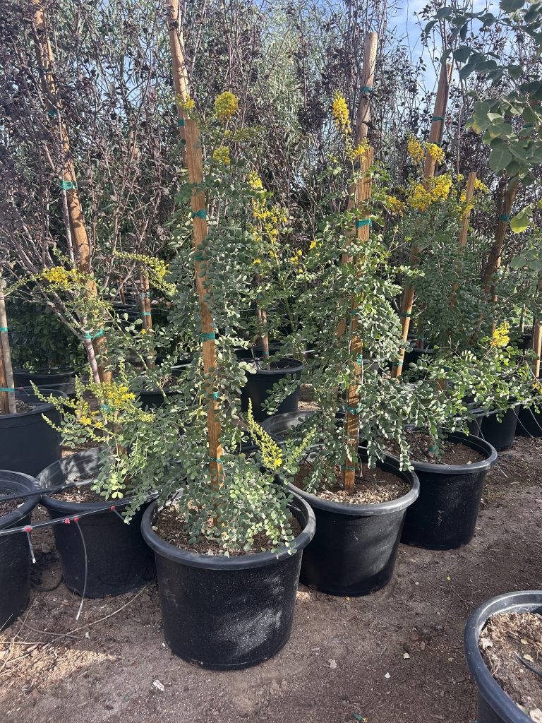 25g Smoothie Cascalote