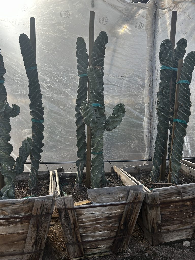 30in Cereus Forbesii