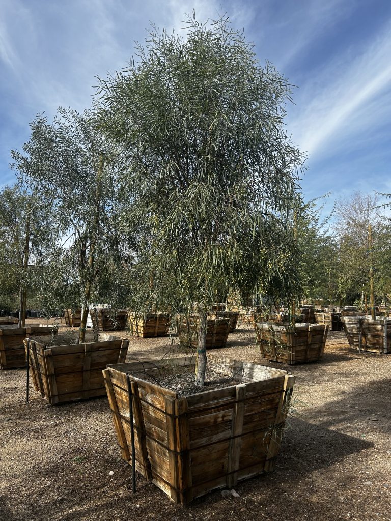 48in Acacia Salicina