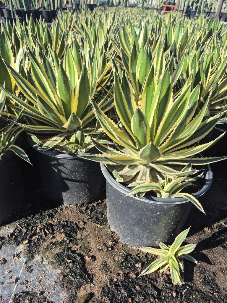 5g Agave Lophantha Variegated