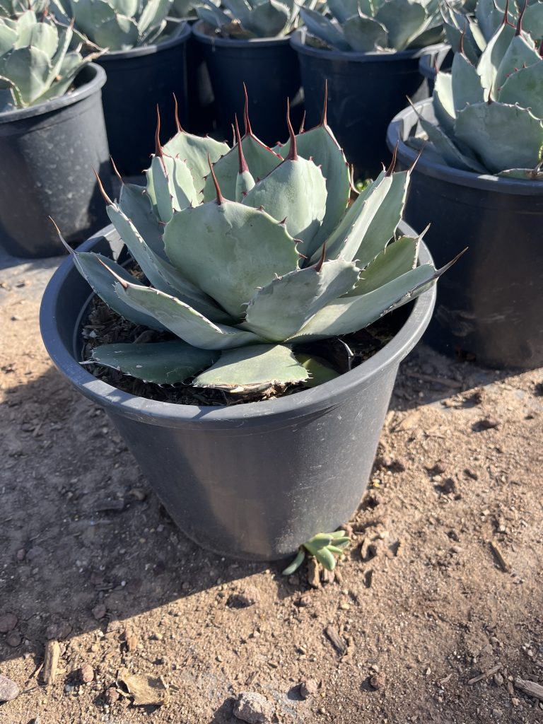 5g Artichoke Agave