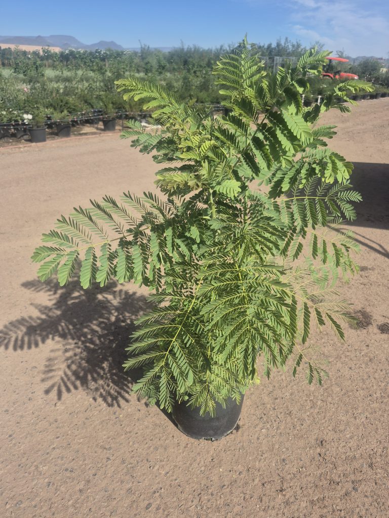 5g Phoenix Bird of Paradise