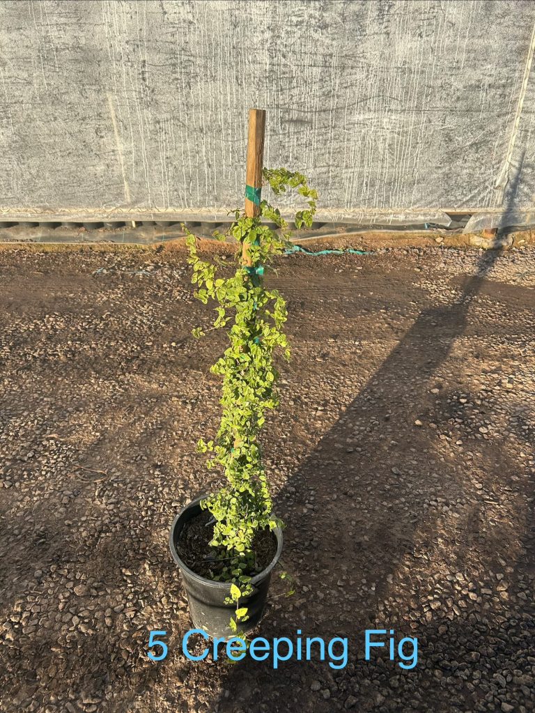5g Creeping Fig