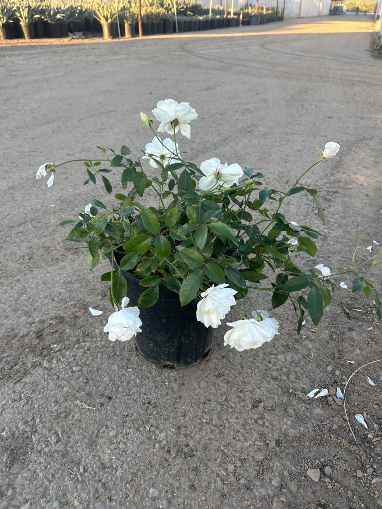 5g Iceberg Rose