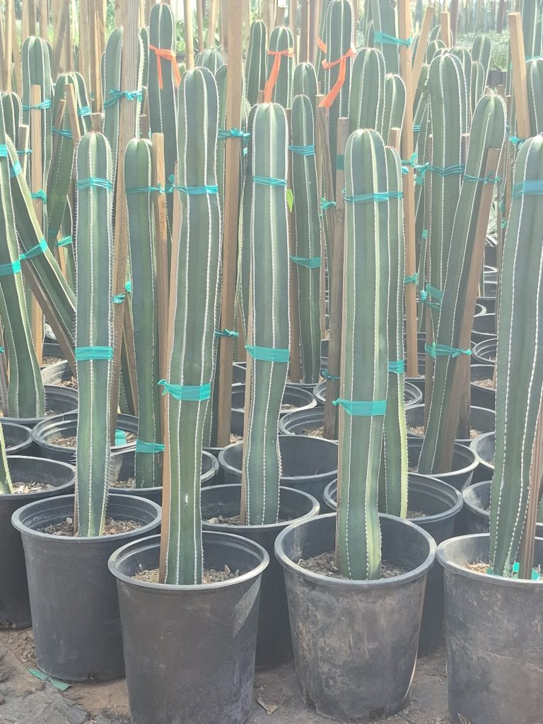 5g Mexican Fence Post