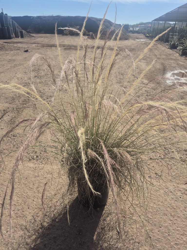 5g Nashville Grass PRM