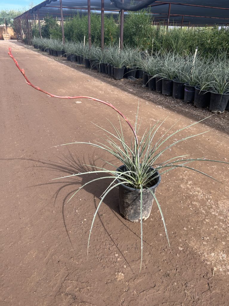 5g Red Hesperaloe PRM