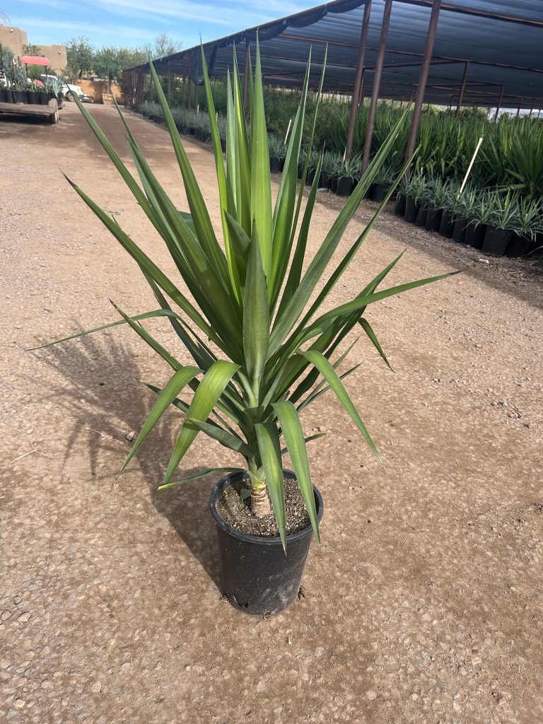 5g Yucca Gloriosa PRM