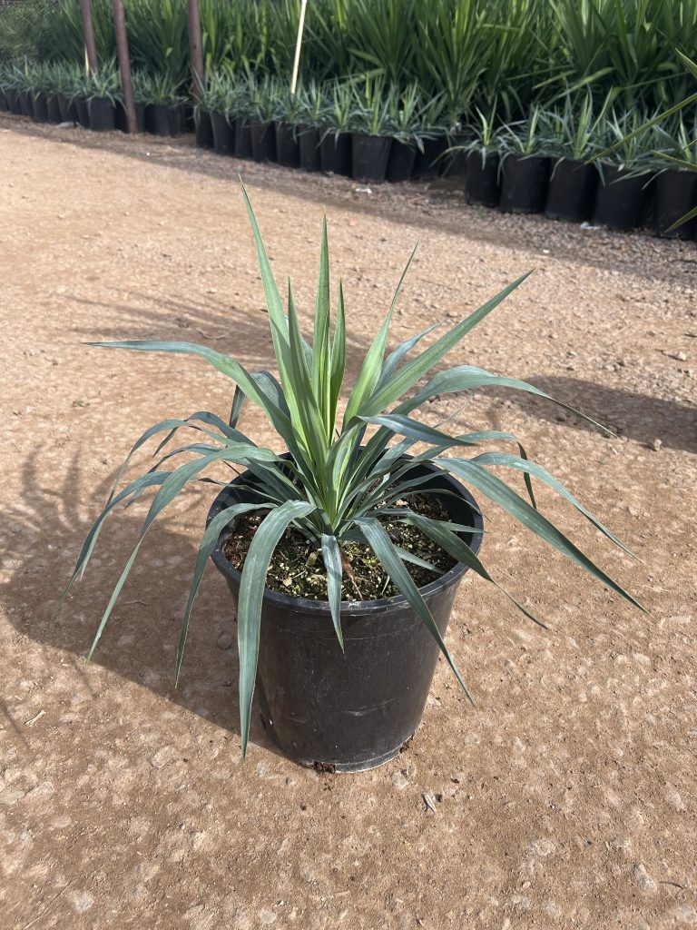 5g Yucca Pendula PRM