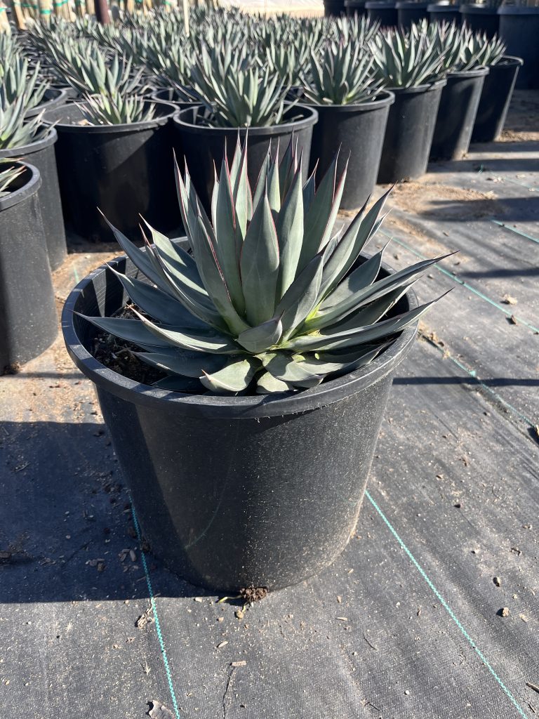 7g Agave Ocahui
