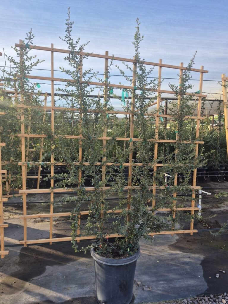 15G Pyracantha Trellis