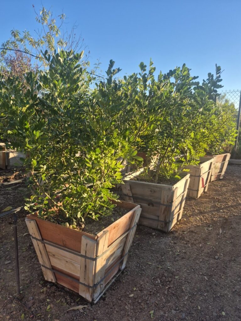 30in Texas Mountain Laurel PREMIUM