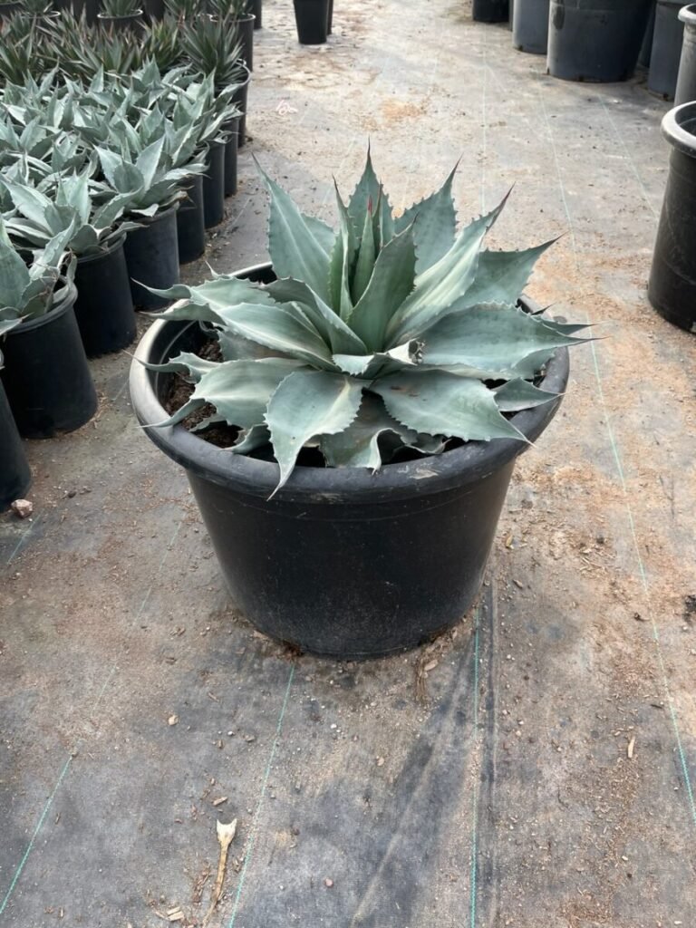 25g Agave ovatifolia