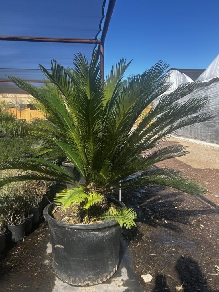 25g Sago Palm PREMIUM