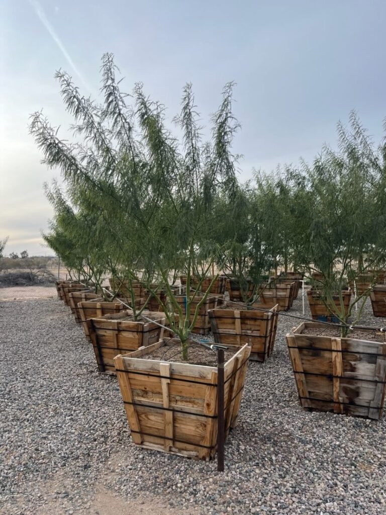 36In Sonoran Emerald