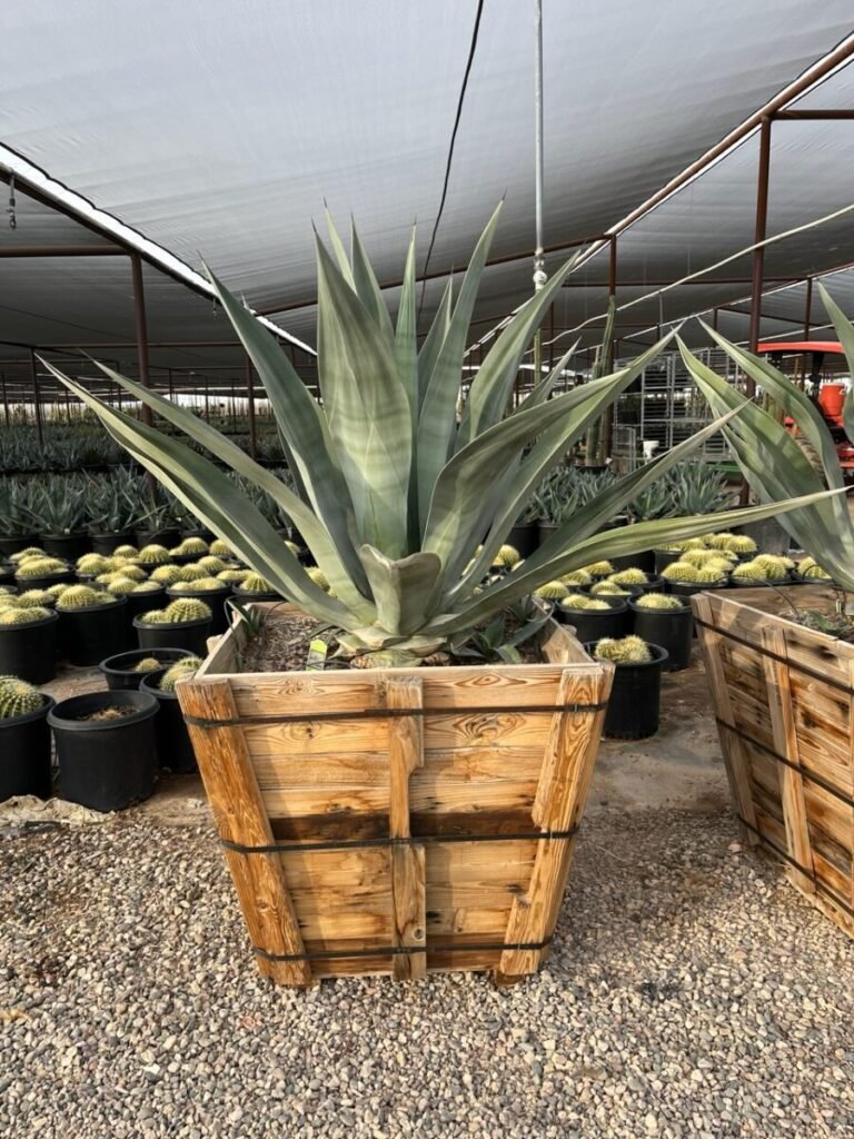 36in Agave 'Big Boy'