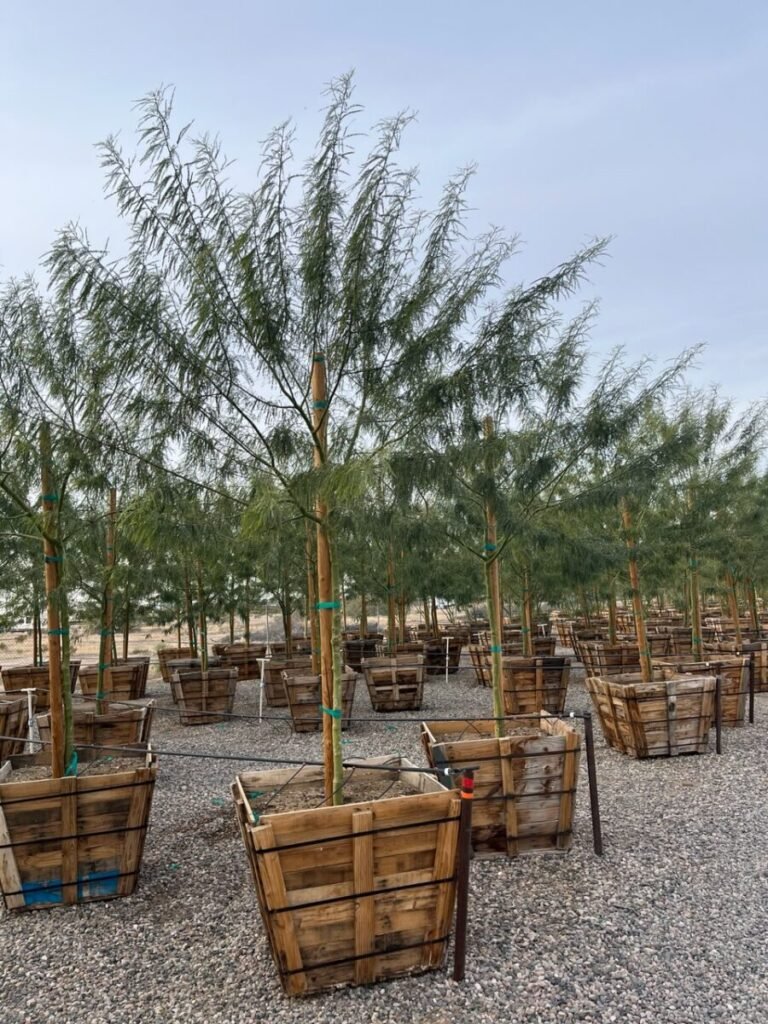 36in Sonoran Emerald Standard