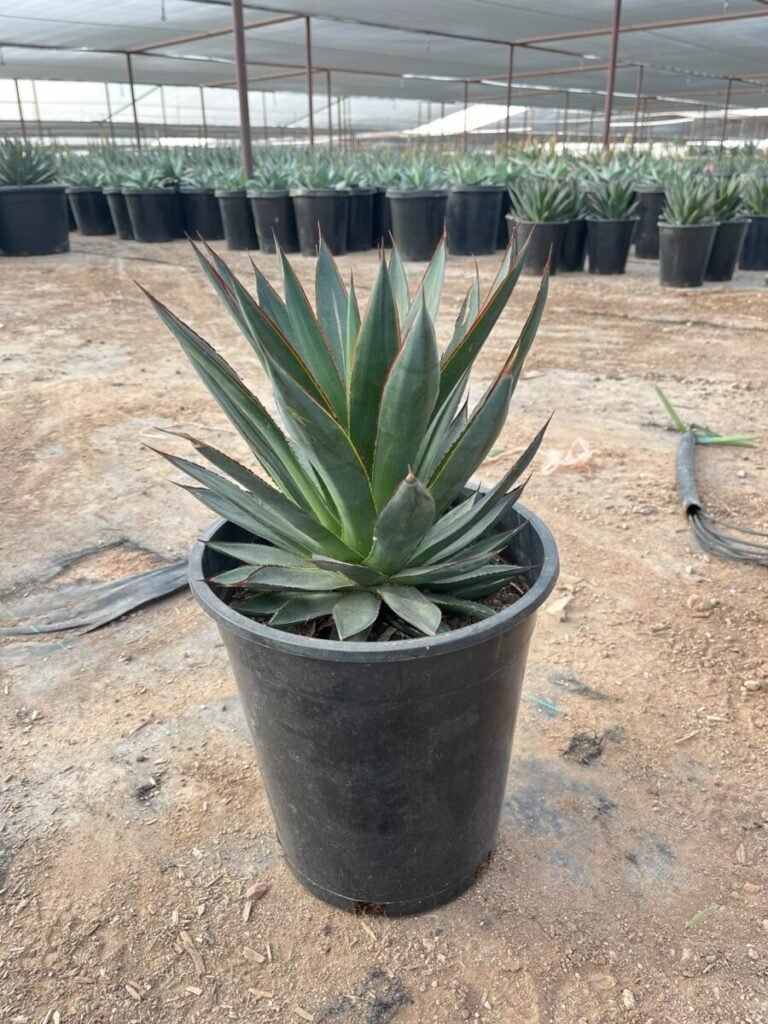 5G Agave Blue Glow