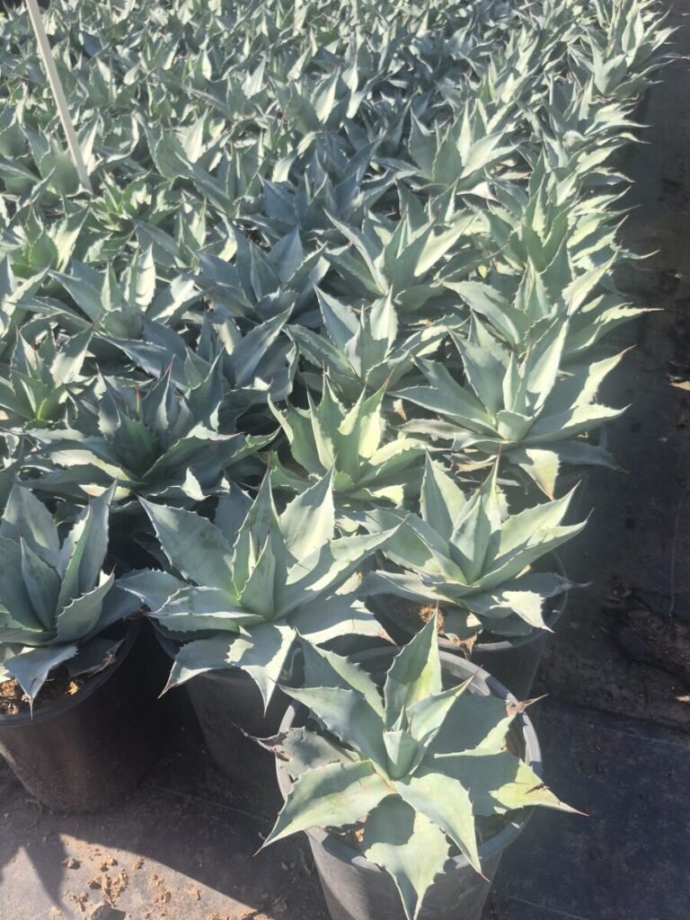 5G Agave Whales Tongue