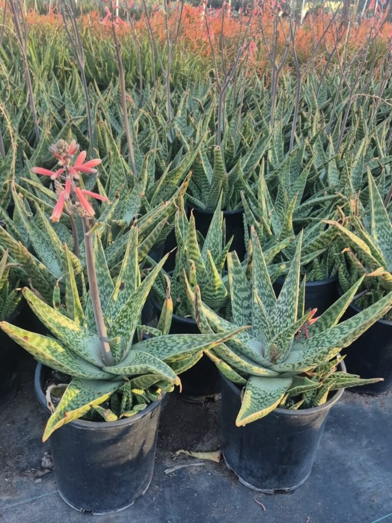 5g Aloe Variegata x Saponaria