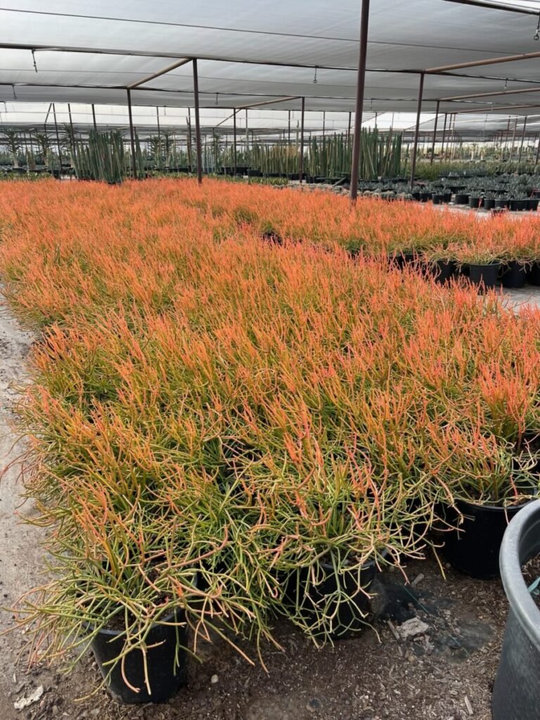 5G Euphorbia Tirucalli Firestick