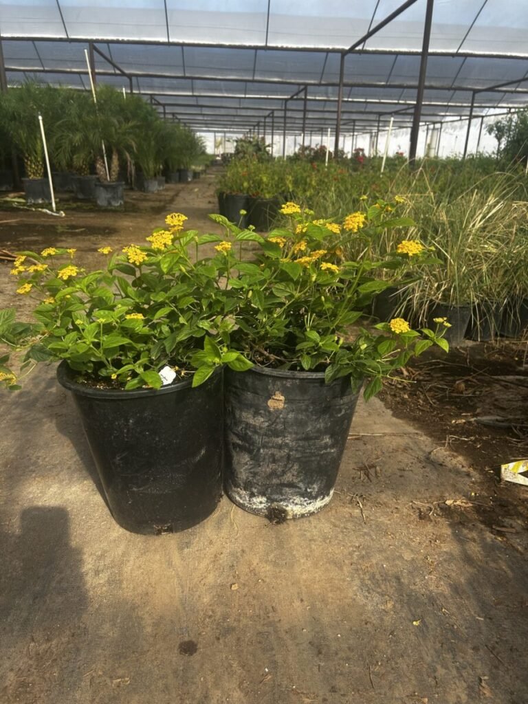 5G Gold Lantana PREMIUM