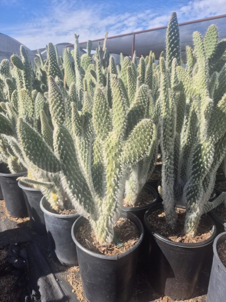 5G Opuntia Snow