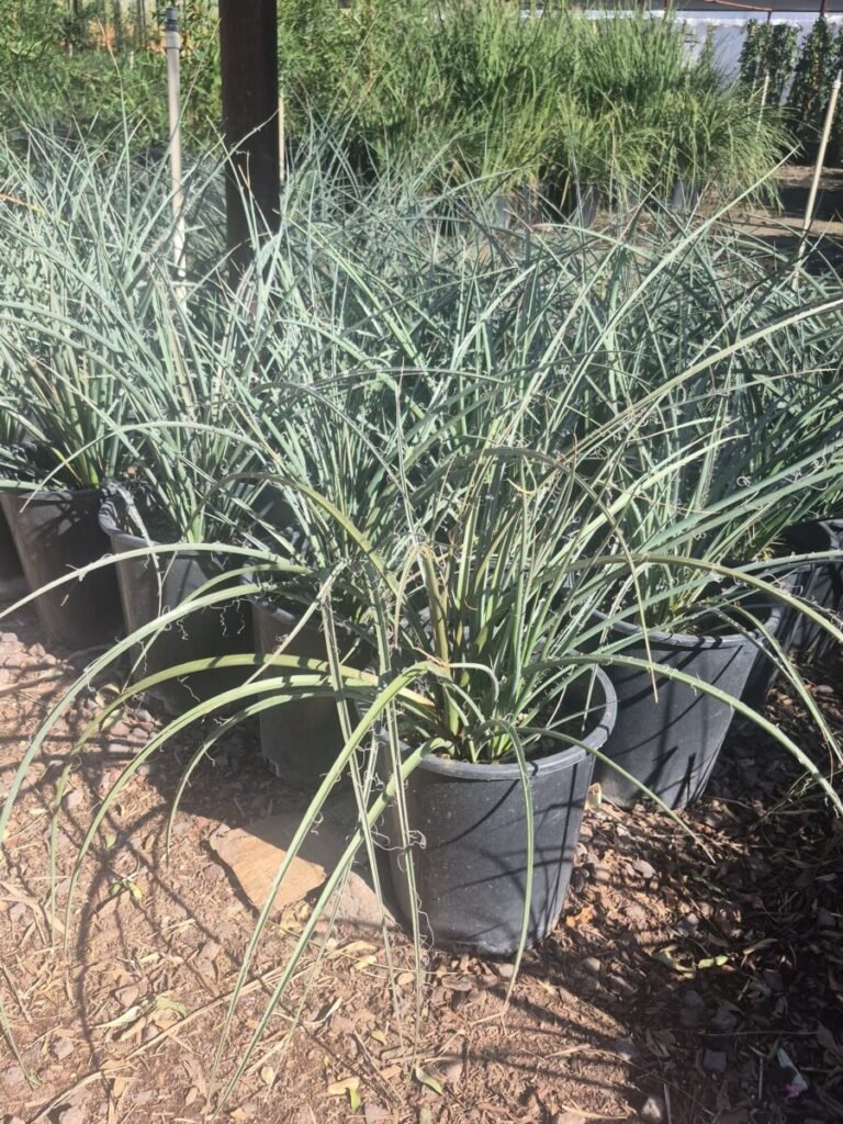 5G Red Yucca Premium
