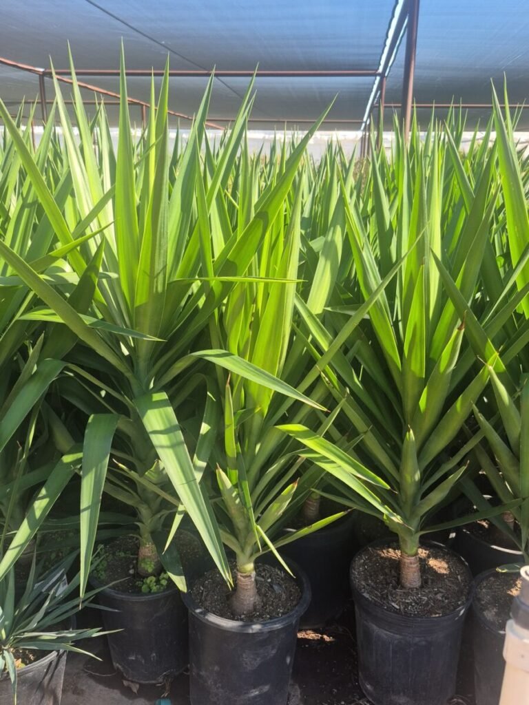 5G Yucca Gloriosa PREMIUM