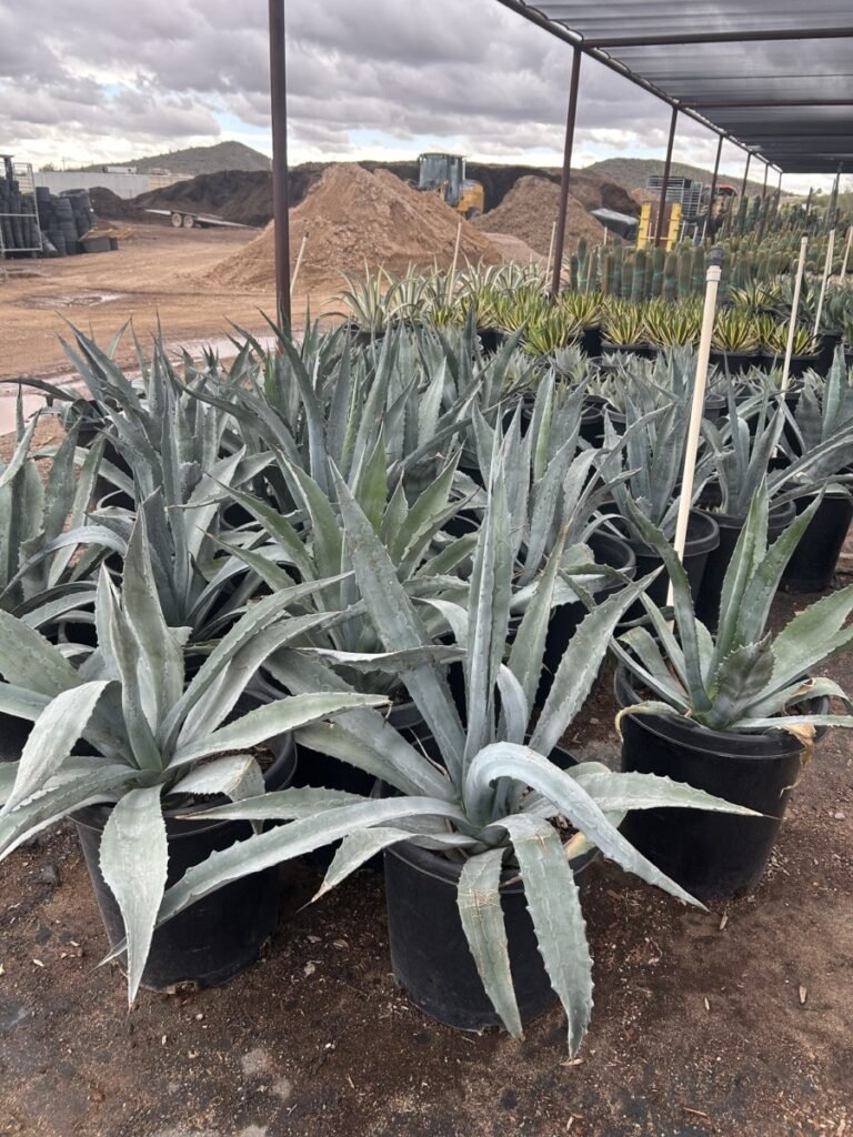15G Agave Americana