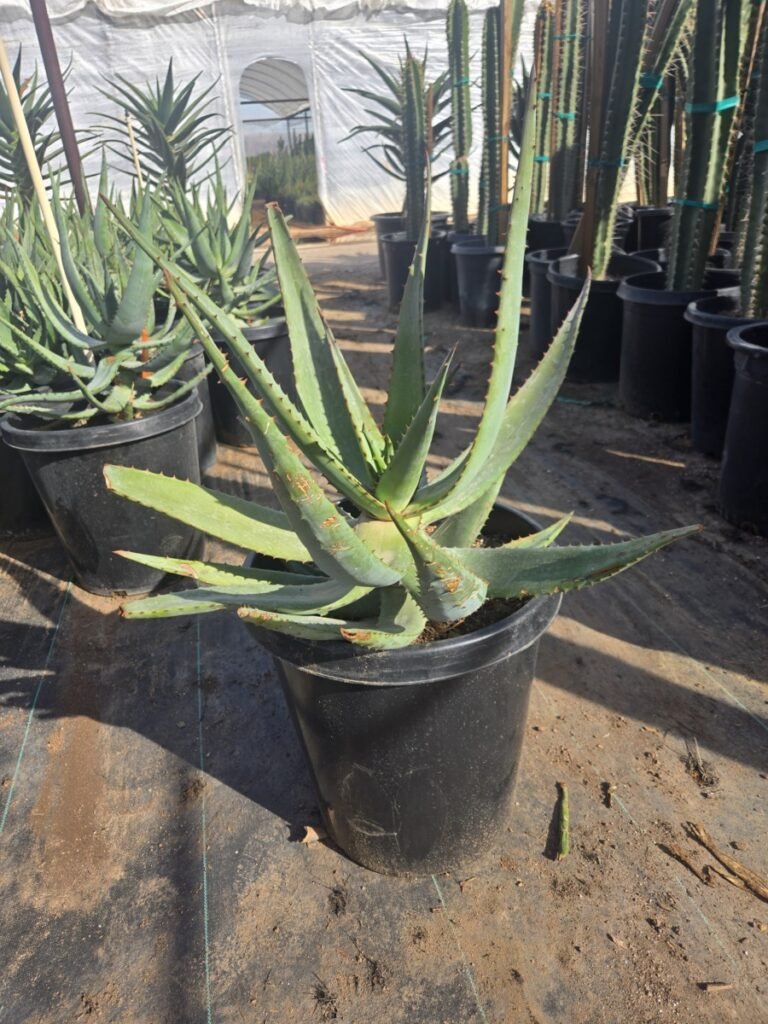 15G Aloe Ferox Sale