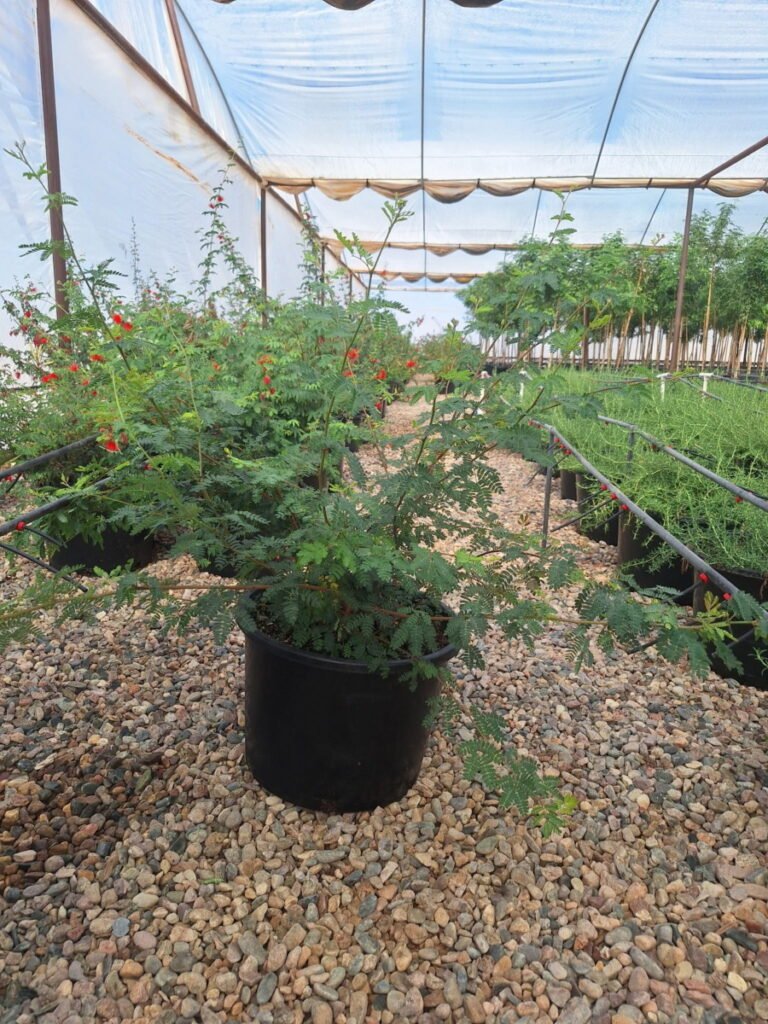 15G Baja Fairy Duster