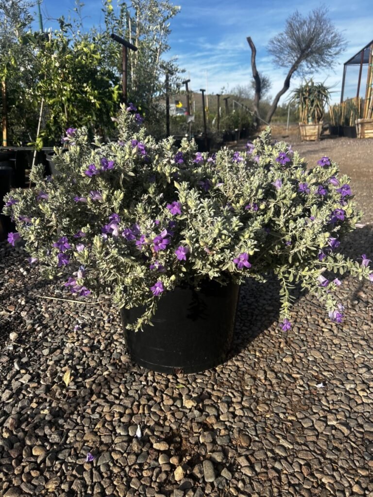 15G Blue Bells Emu Bush