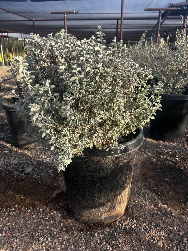 15G Blue Ranger Sage